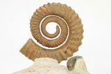 Early Devonian Ammonoid (Anetoceras) - With Trilobite Head #264875-1